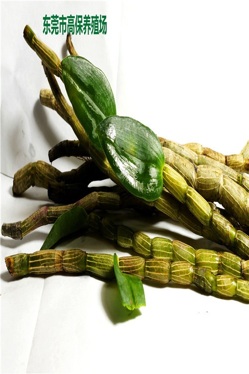 “探秘广南铁皮石斛:国家地理标志产品的独特魅力与功效”