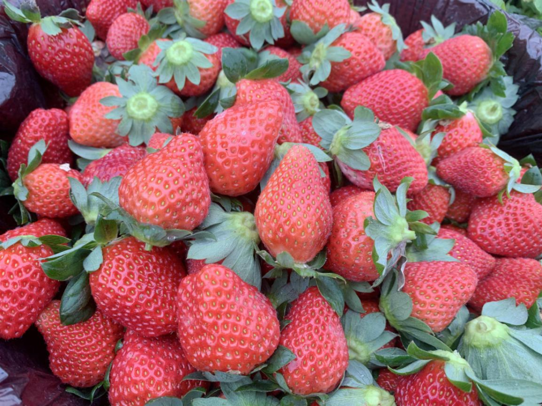 【乡村振兴】丘北双龙营：果农的“莓好致富路”