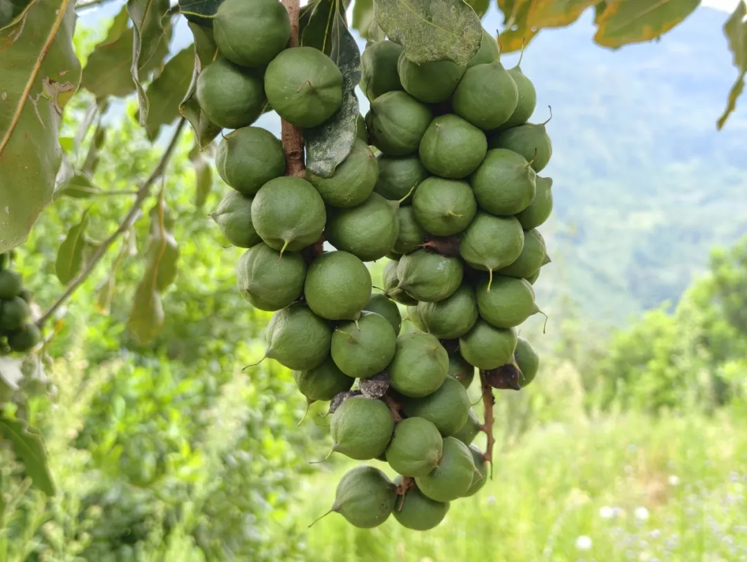 广南:夏威夷果变“致富果”