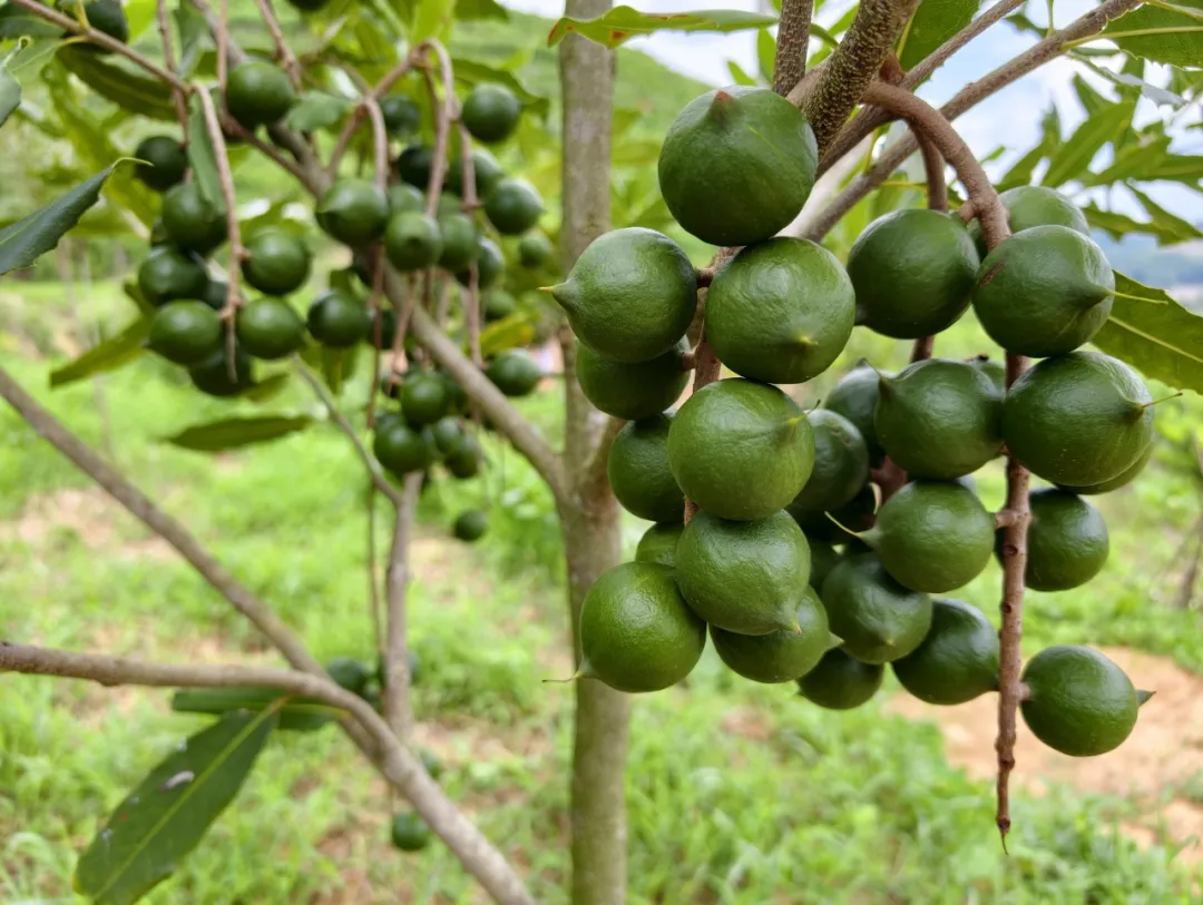 广南:夏威夷果变“致富果”