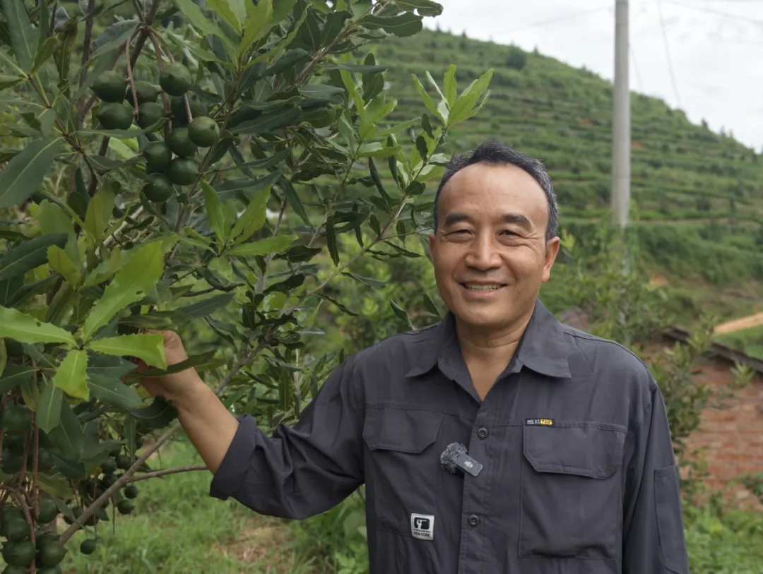 广南:夏威夷果变“致富果”