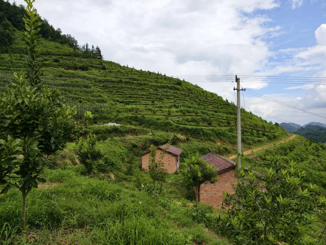 广南:夏威夷果变“致富果”