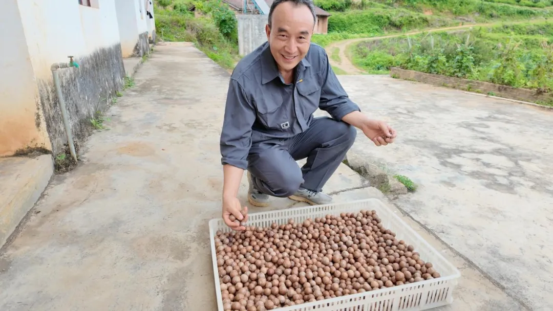 广南:夏威夷果变“致富果”