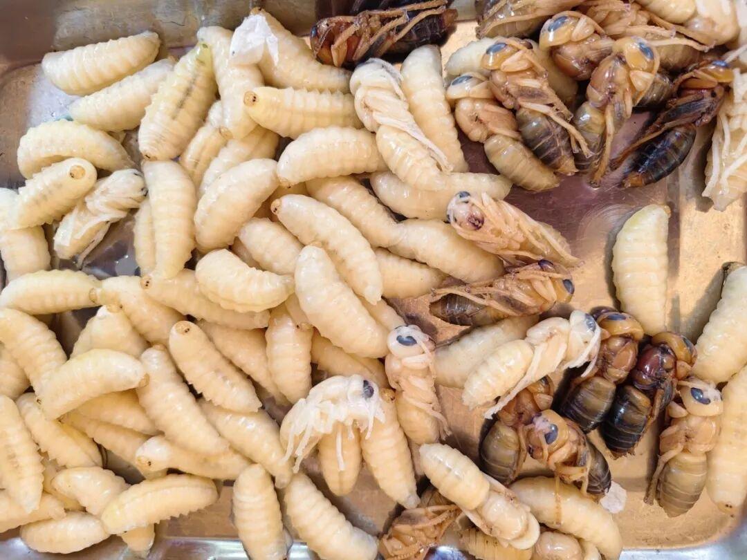 砚山:一锅油炸蜂蛹,解锁市井至鲜美味