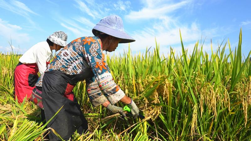 稻浪如歌、金谷似瀑,丘北县9万多亩水稻开镰秋收