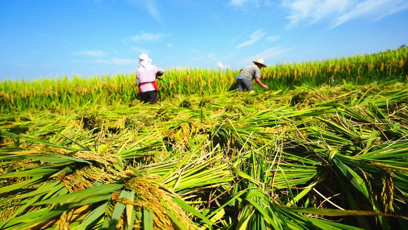 稻浪如歌、金谷似瀑,丘北县9万多亩水稻开镰秋收