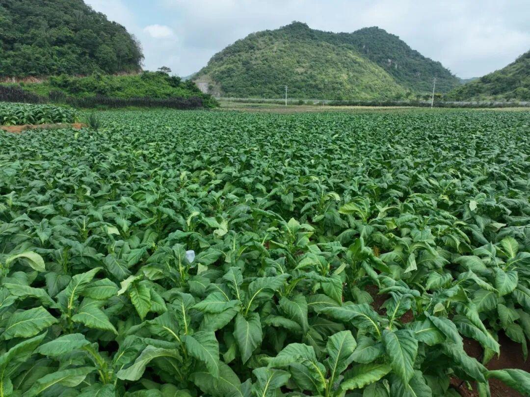 广南:提质增效兴烤烟 一叶金黄富乡野