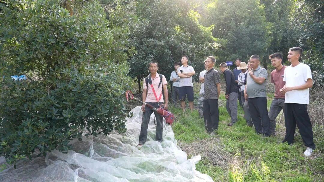 富宁土专家培育出八角新品种——“摇摇八角”