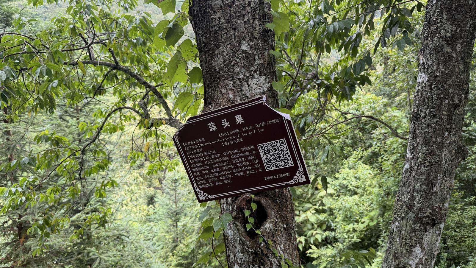 一山护一树 一树富一方 广南实现物种保护与群众增收双向奔赴