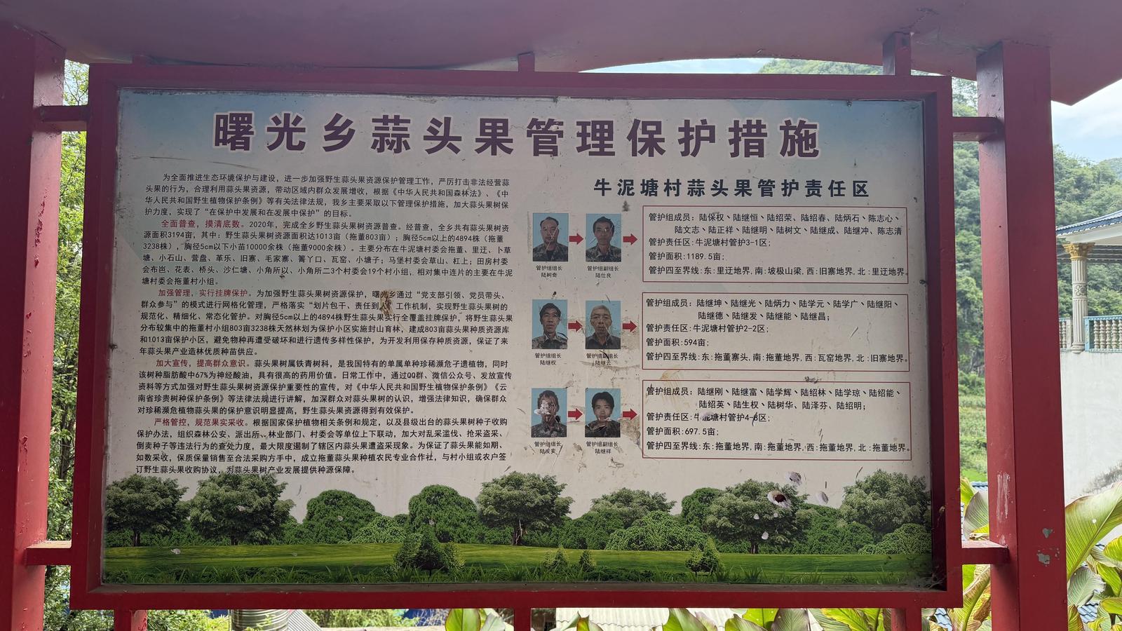 一山护一树 一树富一方 广南实现物种保护与群众增收双向奔赴