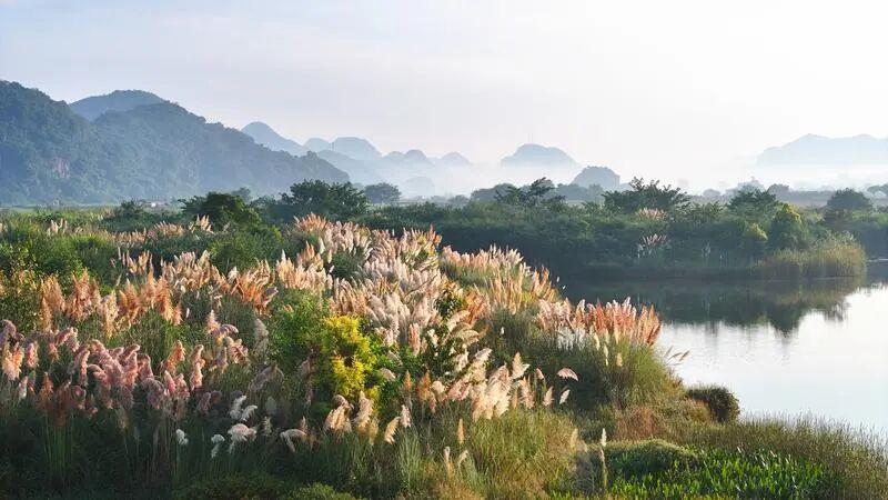 普者黑的秋日,被这片芦苇治愈