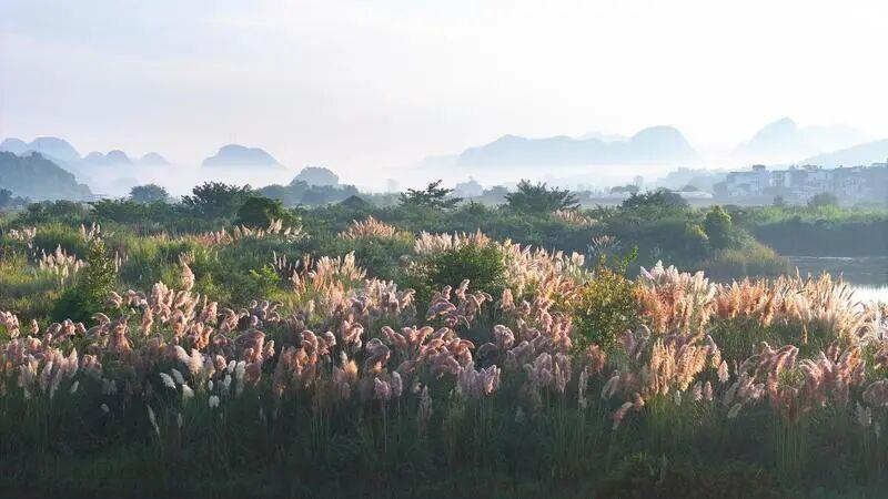 普者黑的秋日,被这片芦苇治愈