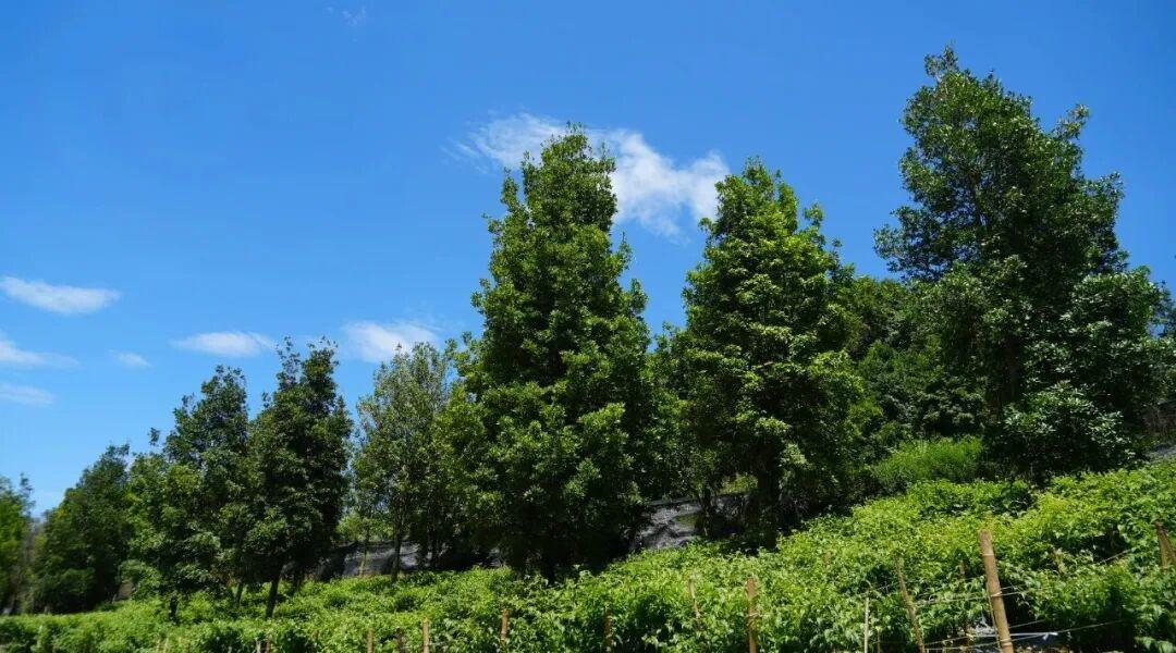 马关八角鲜果产值将突破4500万元
