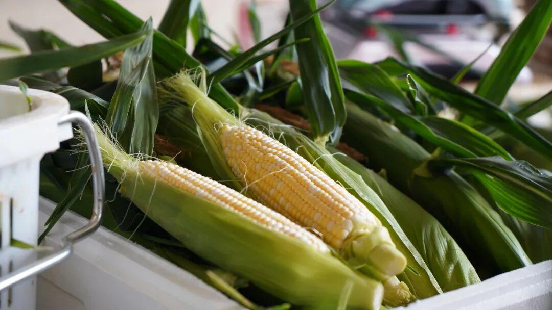 砚山鲜食玉米清甜上市