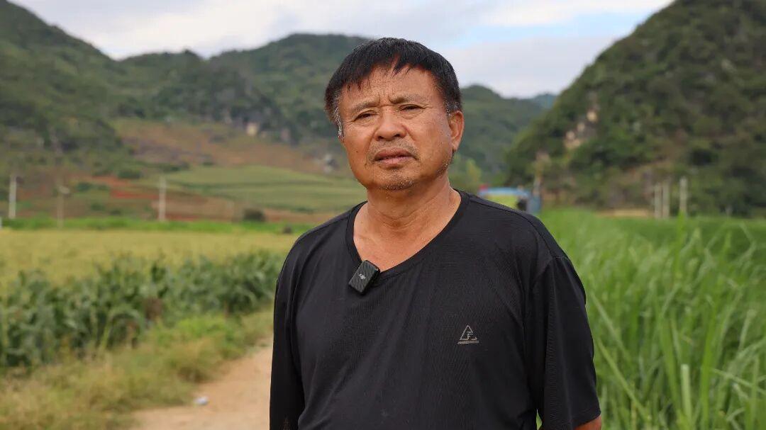 砚山鲜食玉米清甜上市