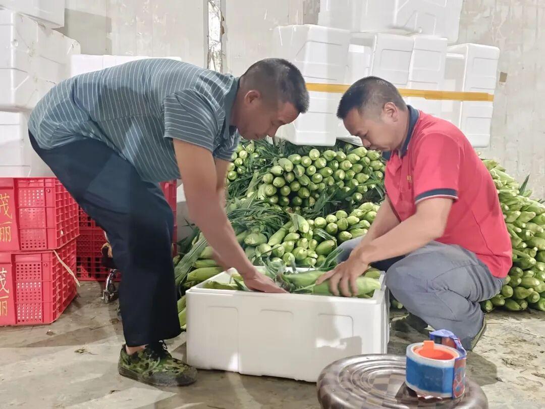 砚山鲜食玉米清甜上市