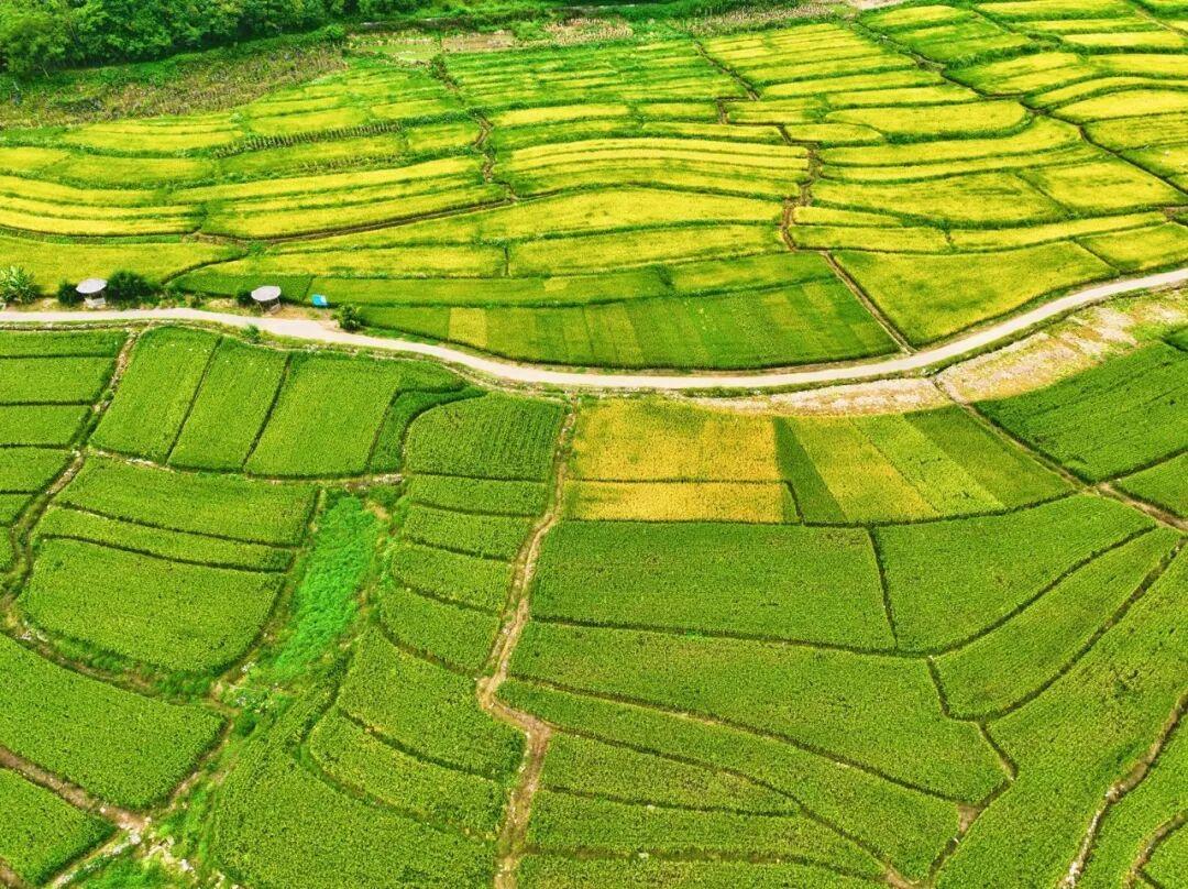 广南八宝:稻田秋收”丰景”美如画