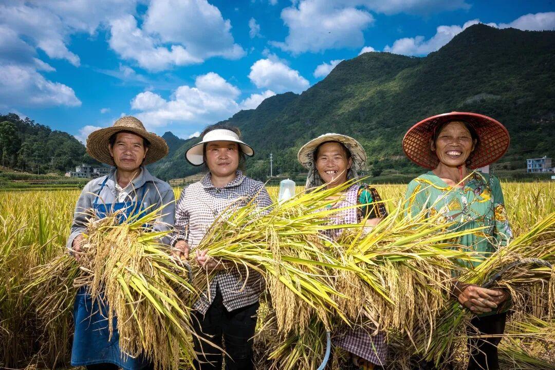 丰收文山 | 西畴龙坪:金秋时节稻穗飘香