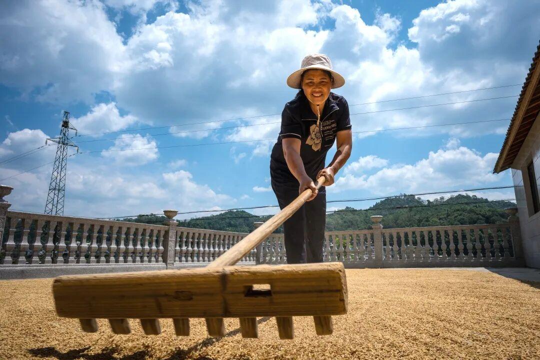 丰收文山 | 西畴龙坪:金秋时节稻穗飘香