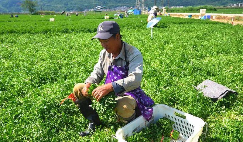 丘北蔬菜畅销粤港澳 村民家门口稳就业
