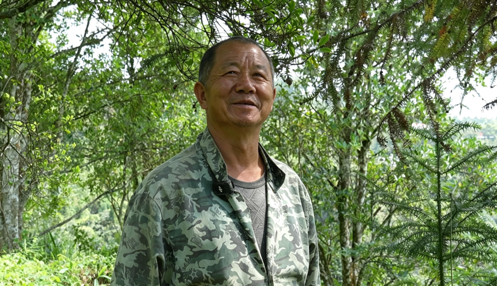 丰收文山 | 西畴7万余亩八角采摘忙